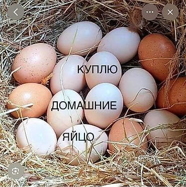 Зоотовары: КУПЛЮ домашние инкубационные яйца в небольшом и большом количестве — 1