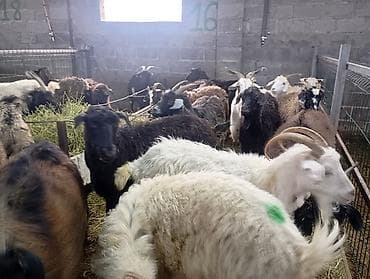 мастит: Продаю | Коза (самка) — 4