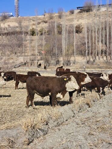 разведение сельскохозяйственных животных: Продаю | Корова (самка) | Для разведения | Племенные — 1