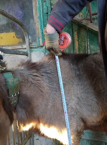 породистые: Продаю | Овца (самка) | Для разведения — 9