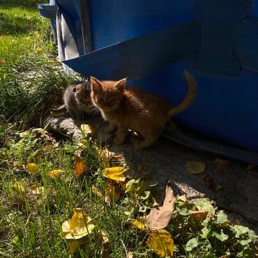 продажа щенков немецкой овчарки в бишкеке с документами: Котята, помёт разноокрасочный. Описание: - Возраст: на вид несколько — 9