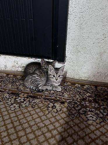 черепаховая кошка: Котята серого тигрового окраса - Помёт из двух котят — 3
