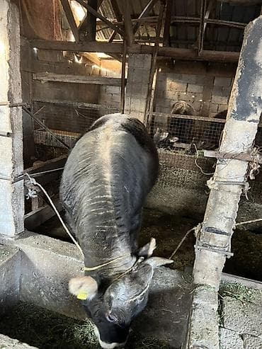 ат кок бору: Продаю | Бык (самец) | На откорм | Привязанные — 2