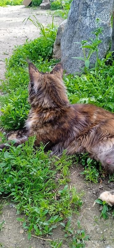 ош котенок: Мейн-кун, 1 год, Девочка, Приучена к лотку, Проглистована — 3