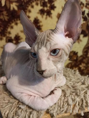 свинкс кот: Голубоглазые 3-х месячные котята донских сфинксов мальчик и девочка — 1