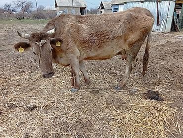 бычки годовалые: Продаю | Корова (самка) | Голштин | Для молока | Привязанные — 3