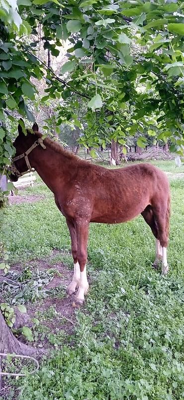 ат бишкек: Сатам | Тай | Жумушка — 3