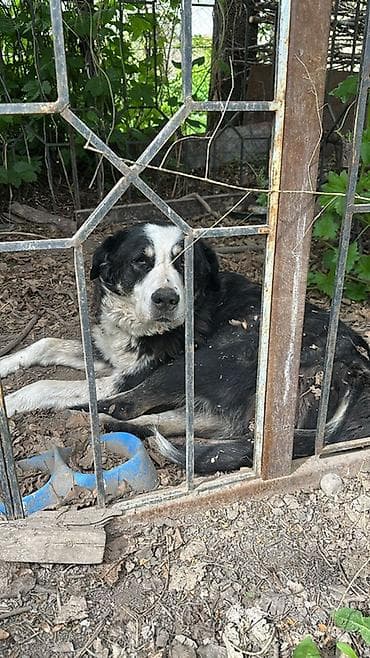 собака терьер: Собака даром: 5 лет, Самка, С прививкой — 1