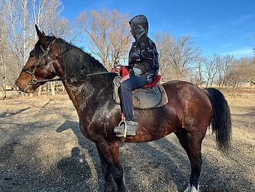 Продаю | Жеребец