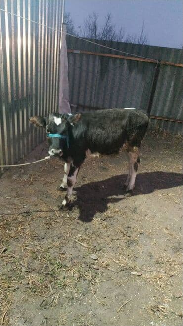 животные для дома: Продаю | Тёлка | Полукровка, Ангус | На откорм | Привязанные — 4