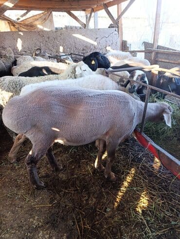 купить кошку бишкек: Продаю | Ягненок | Полукровка | На забой | Ярка — 3