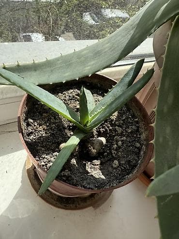Алоэ вера (Aloe vera) в горшках
