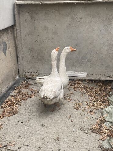 узи на дому: Гуси по 2000 по 9 месяцев им — 3