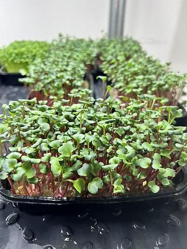 Чай, кофе, напитки: Микрозелень в Бишкеке Горох подсолнечник, брокколи, горчица, редис — 8