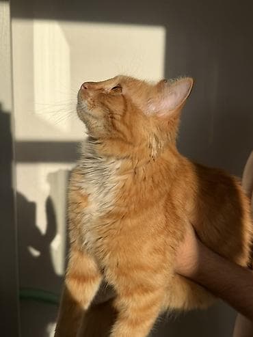 Животные: 8 месяцев, Мальчик, Метис, Приучена к лотку, Проглистована — 2