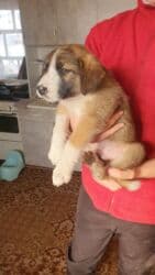 собака питбуль: 1 месяц, Самец, С прививкой — 8