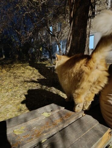 Иттер: Пушистая рыжая кошка, очень крупная, ласковая!!! Прибилась ко двору — 7