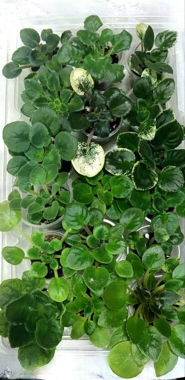 петуния цветы: В продаже детки сортовых мини и полумини фиалок 🌺🌿🌺. Есть черенки — 30