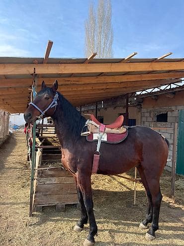 шотландская вислоухая кошка черная: Продаю | Жеребец | Конный спорт | Племенные — 5