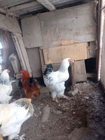 Петухи брама 6 месячные в Канте,крупные на племя