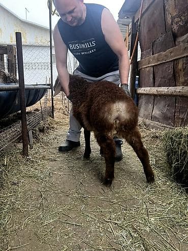 сельскохозяйственные животные продажа: Продаю | Баран (самец) | Арашан | Для разведения | Племенные — 7