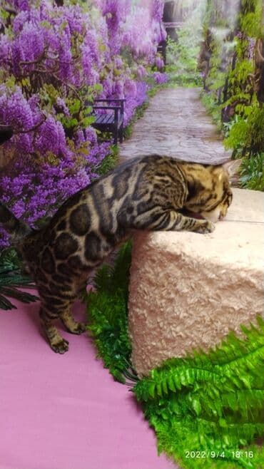 сколько стоит котенок британской золотой шиншиллы: Красивейшая бенгальская кошечка 6мес. Профессиональный Питомник — 1