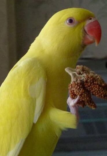 домашняя курица бишкек: Птенцы Ожиреловых попугаев хорошо приручаются к разговору и к рукам — 5