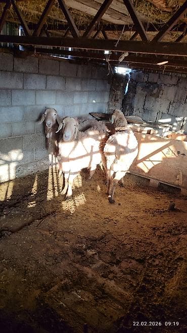 лошадь кабыла: Продаю | Овца (самка) | Для разведения — 10