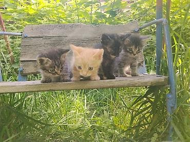 Отдам котят в хорошие руки, есть и мальчики и девочки. Активные — 3