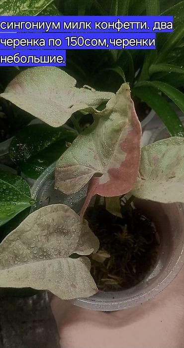 овощи цена: Комнатные растения и черенки: - Сингониум Milk Confetti. Доступны два — 1