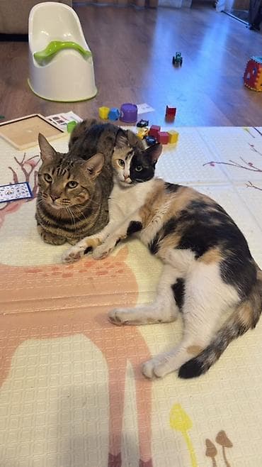 игрушка для котят: Кошка даром: Бенгальская, 2 года, Мальчик — 3