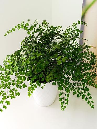 устол: Адиантум (венерин волос) в кашпо - Комнатный папоротник с ажурной — 1