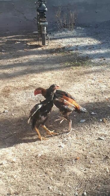 продаю связи с переездом: А/ч жаныбарлары үчүн тоюттар — 3