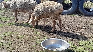 продажа бараны: Продаю | Баран (самец) | Для разведения — 6