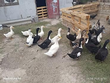 Үй жаныбарлары: Продаются Утки 2 месячные. Утки разного окраса (белые, черные с — 2