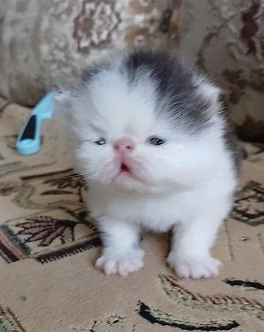 бенгалы котята: Персидский котёнок. Эксклюзив ! Шикарная персидская кошечка в — 10