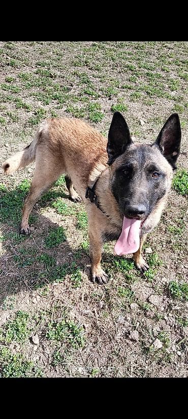 породистые кошки бишкек: Щенки бельгийской овчарки (малинуа) - Помёт от рабочих родителей на — 6