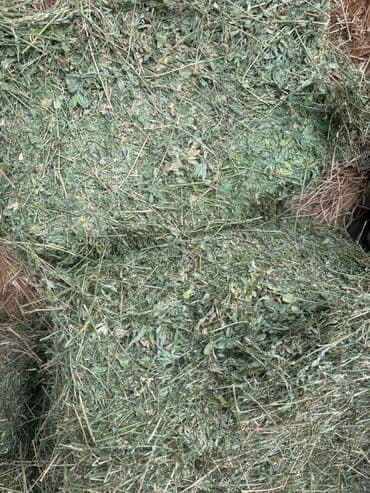 где купить кошку в бишкеке: Продаю Чистый Клевер Элита 2-3--кос Сухой Сеновал. Плотный Зелёный — 6