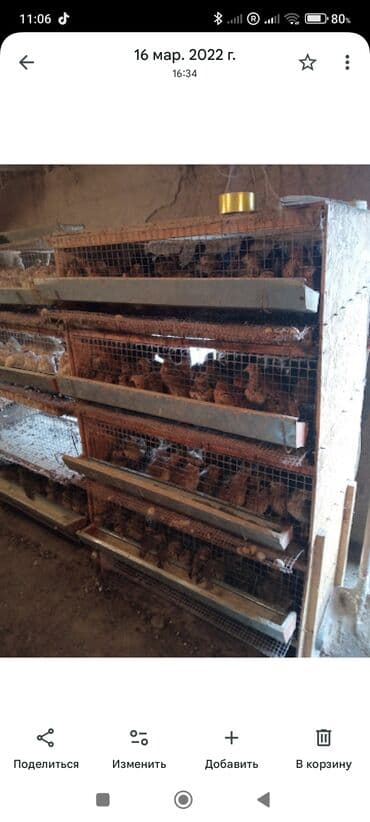 добрый жук: Многоярусные клетки для птицы/кроликов бодоно клетка перепела клетка — 6