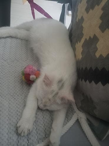 кошка вислоухая серая: Кошка даром: Беспородная, Девочка, Приучена к лотку — 3