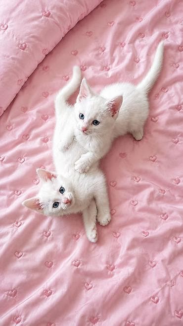 scottish fold: Отдам даром! Очаровательные белые котята с голубыми глазами кушают — 1