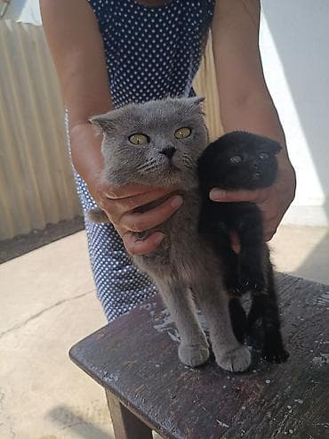 чистокровный тай: Шотландские вислоухие кошки - Порода: Scottish Fold (вислоухие). - — 1