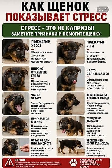 Животные: Услуги кинолога: дрессировка, коррекция поведения и социализация — 2