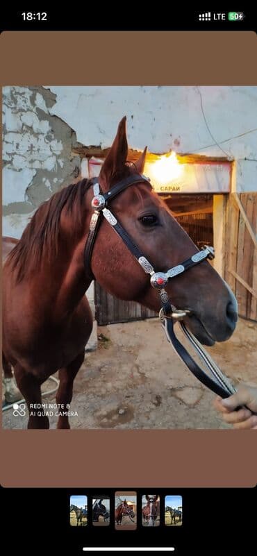 молочные оборудование: Беш того жугон заказ менен жазайбыз метал мельхиор латунь карайбайт — 6