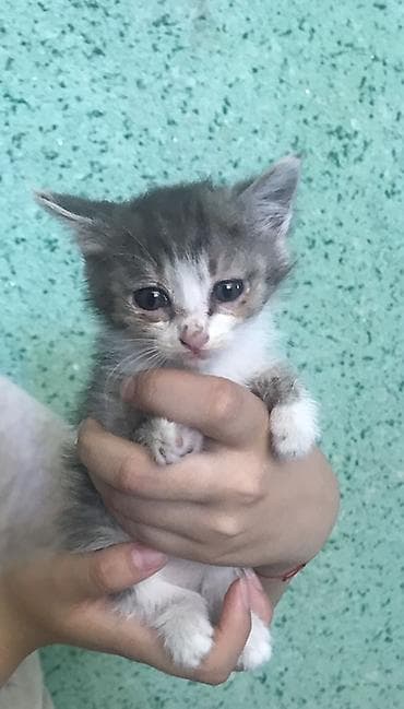 новорожденные котята: ДАРОМ! Котята, помёт из трёх малышей. - Возраст: примерно 1–1,5 — 3