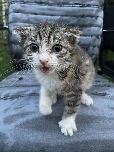 Котёнок трёхцветной окраски ищет себе дом — 1