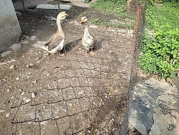 утки мандаринки: Домашние гуси - Порода: линда+крупные серые (характерный «шишак» на — 9