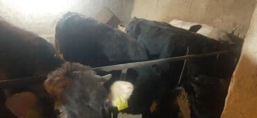 продаю в связи с переездом: Сатам | Бука (эркек) | Аргын | Бордоп семиртүү үчүн | Байланган — 3