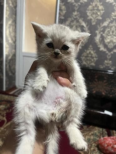 шотландская прямоухая цена: Шотландские котята, серебристо‑серые, плюшёвая шерсть. Ушки у части — 2