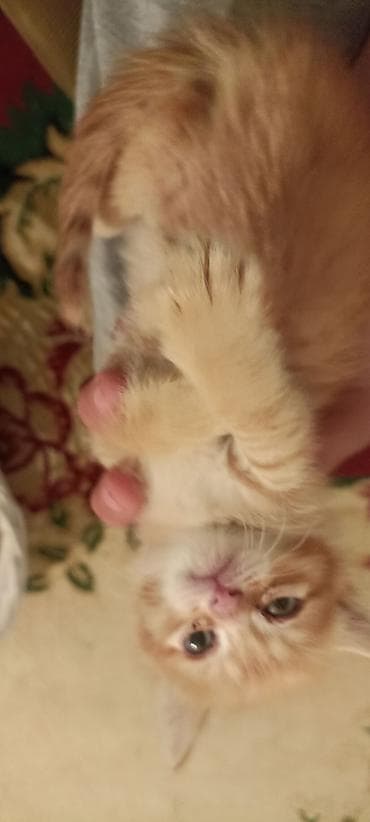 коша: Русская голубая, 2 месяца, Мальчик, Проглистована — 6